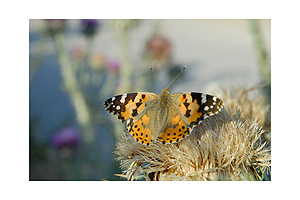 Butterfly on a thistle