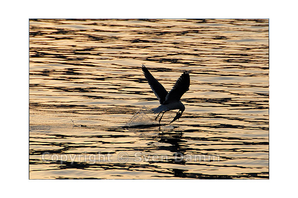 Image order number: KARP0705K4_168