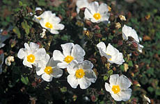 Blumen auf Karpathos