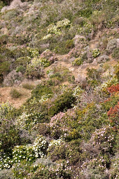 Karpathos Blumenmeer