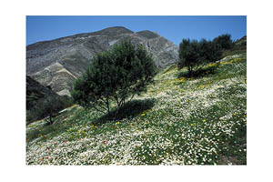 Mountains around Olympos in springtime