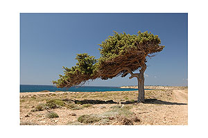Windflchter - Karpathos, Griechenland - Hier hat der Meltemi, der starke Sommerwind der gis, ganze Arbeit geleistet.
